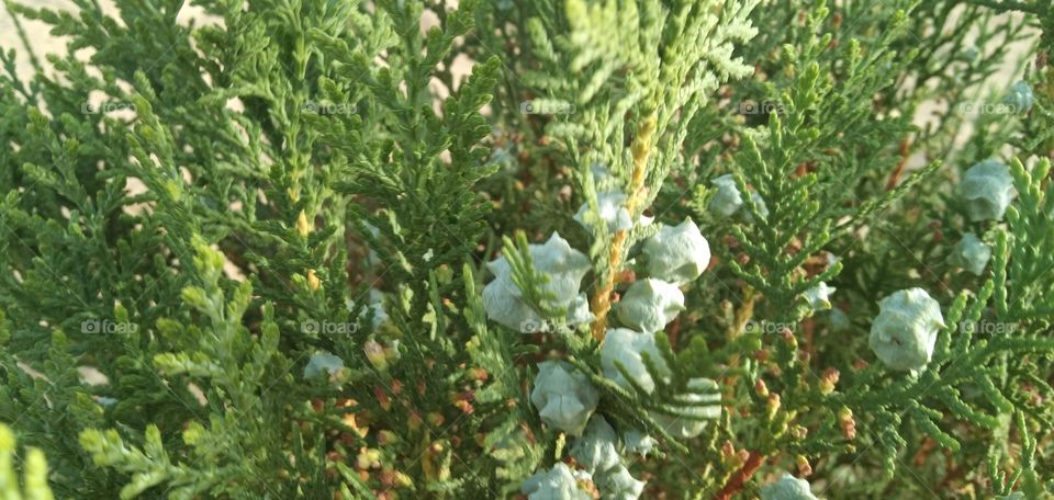 Closer view of plant.