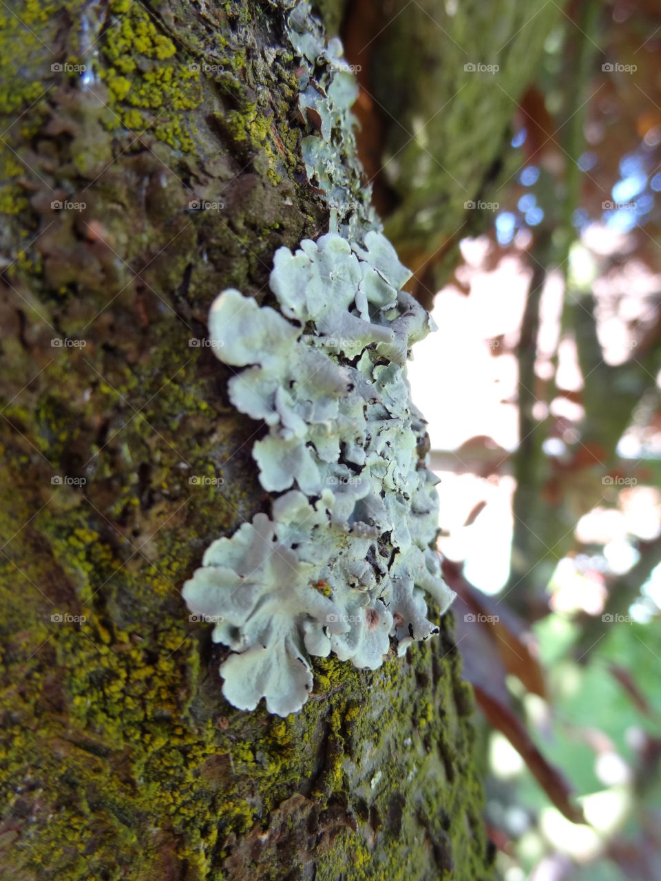 Fungus on bark