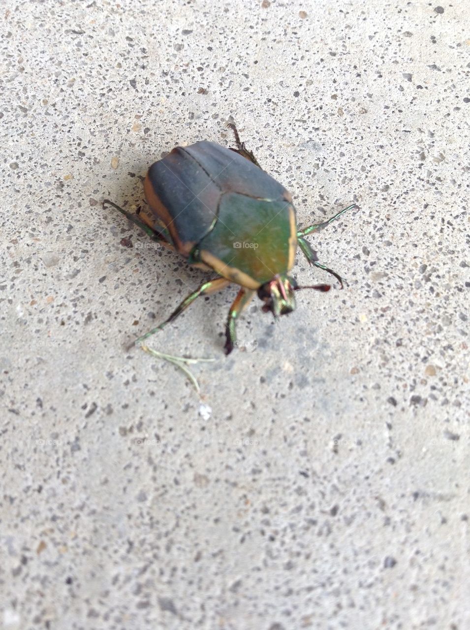 Beetle bug