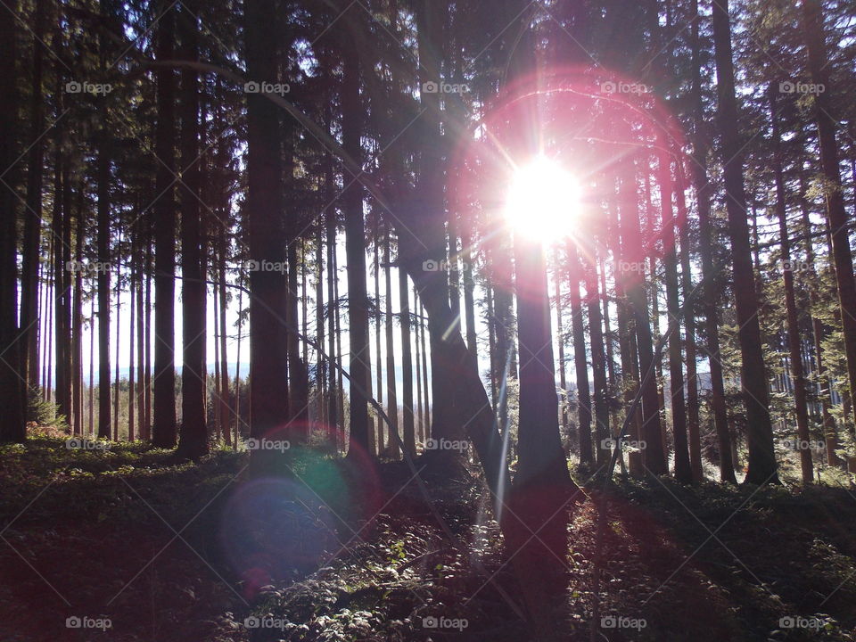 Sunlight on the Woods #3