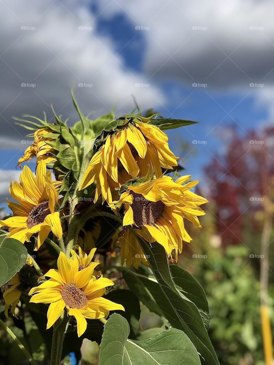 Beautiful yellow sunflowers blue sky and cloud background with a touch of a red plant 