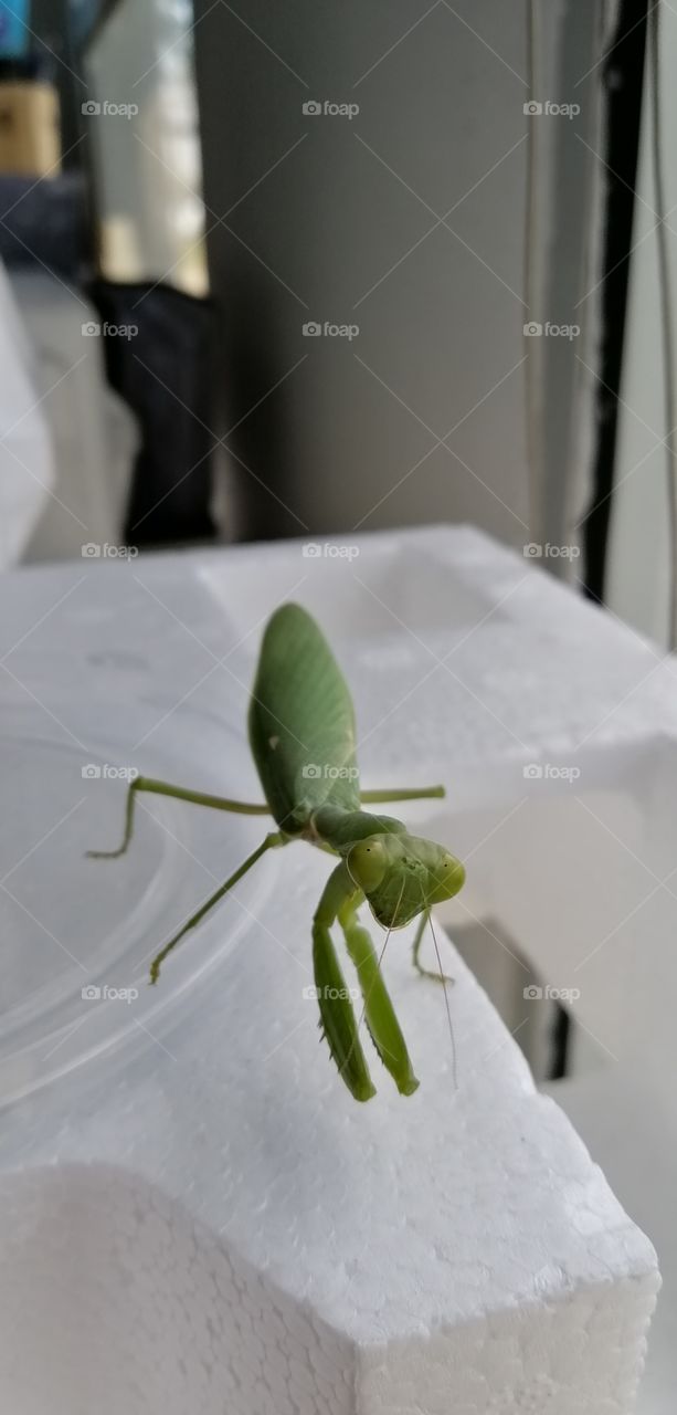 No Person, Flower, Leaf, Insect, Blur