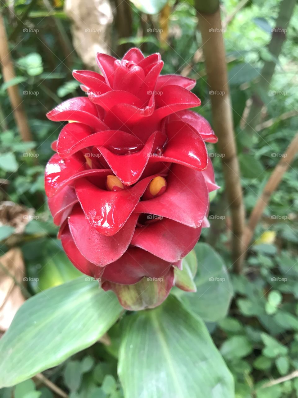 Bright red tropical Hawaiian ginger flower