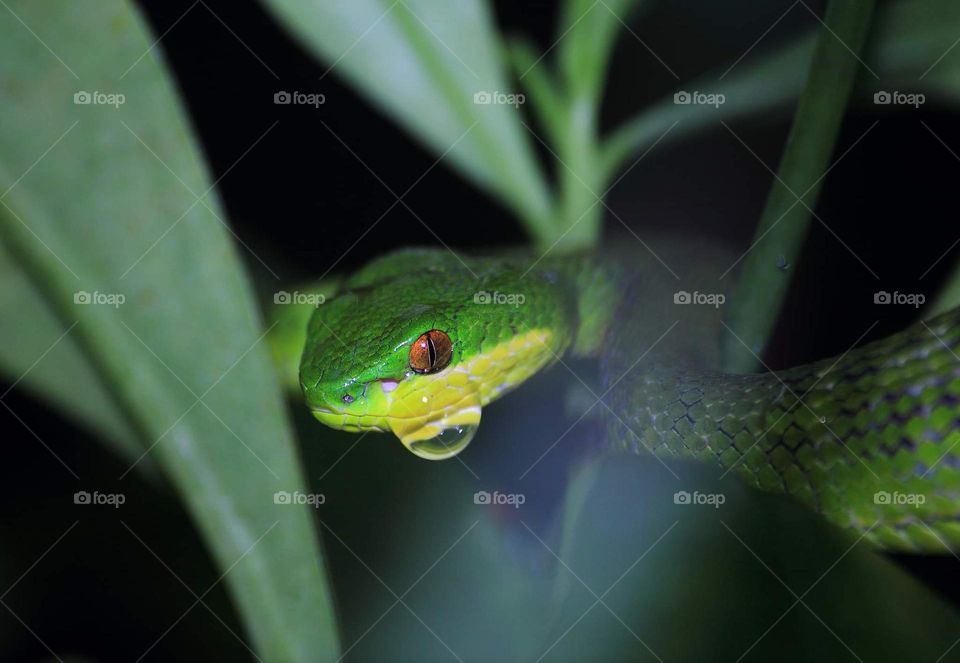 Lesser sunda pit viper. Another pose of viper snake when stay for camufladge with the colour of leaf . Stay to the long minutes in hour for wet , after rain .