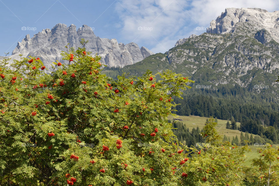 Rowan tree in the Alps mountains Austria - rönn träd alperna Österrike