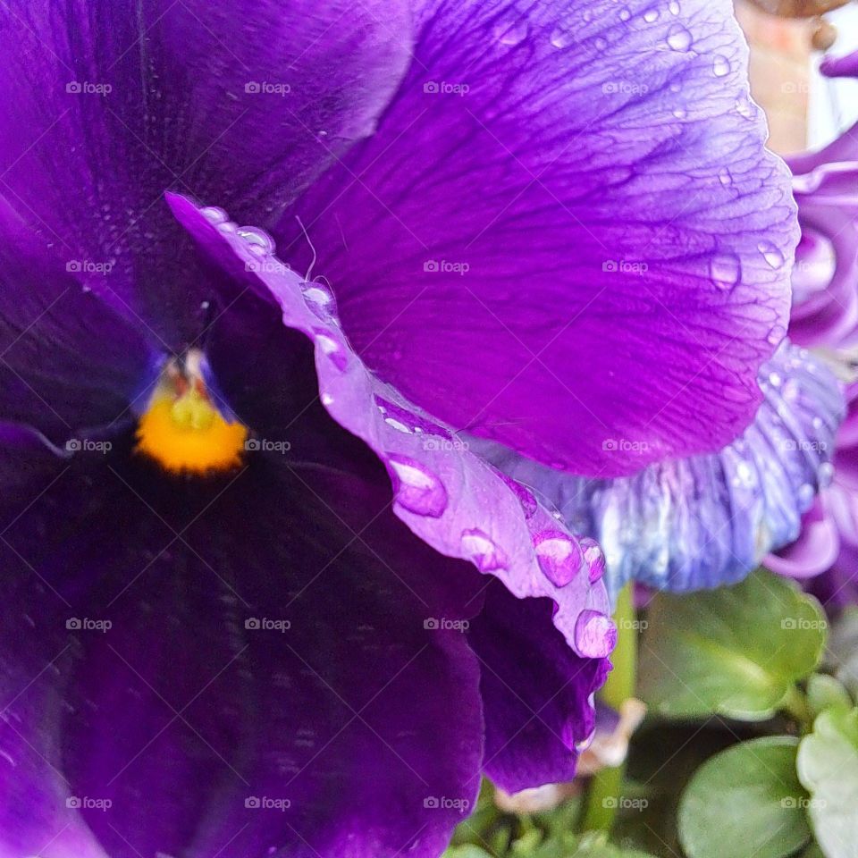 Close up. Deep purple spring Pansy flower with yellow centre. Droplets of rainwater on petals. other flowers and foliage in background