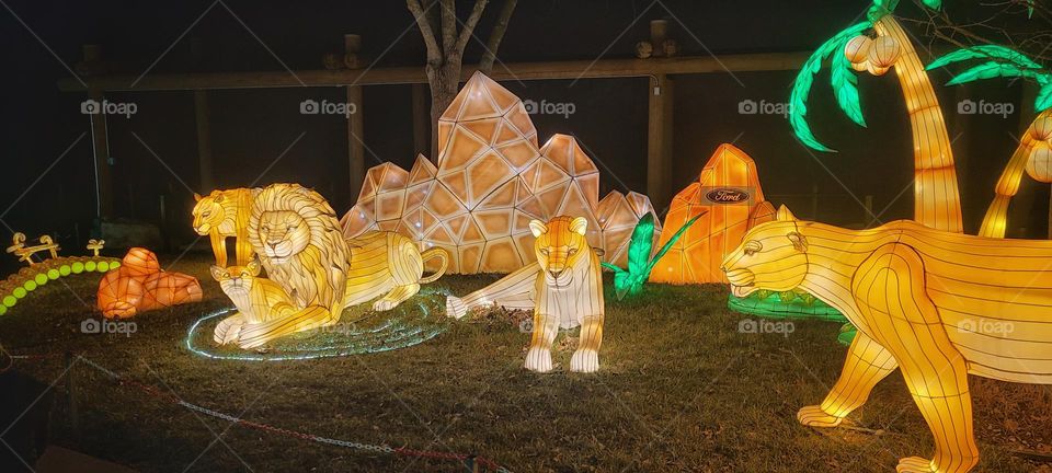 Lion Lanterns