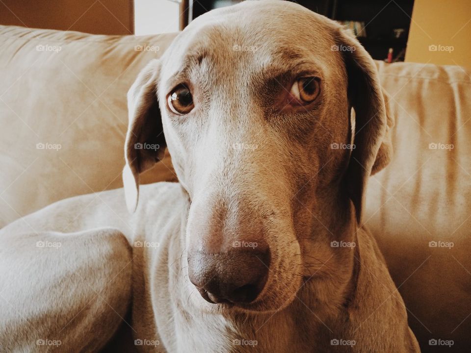 Weimaraner 