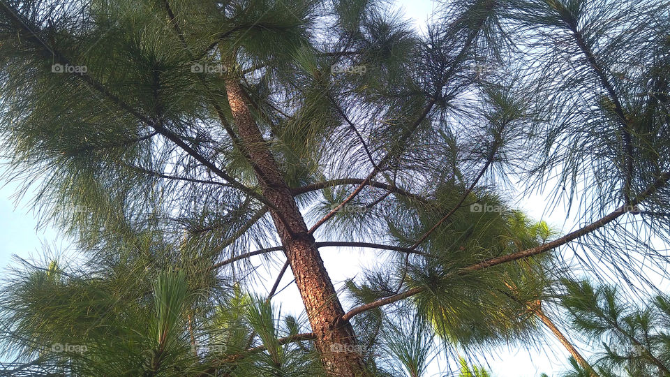 just pine tree