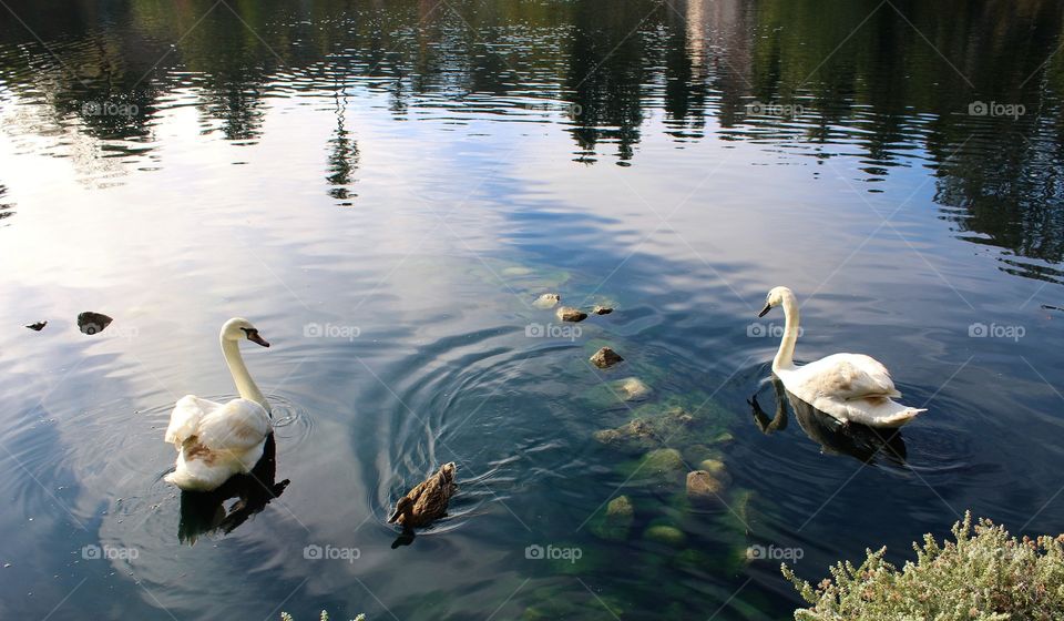 swans and duck