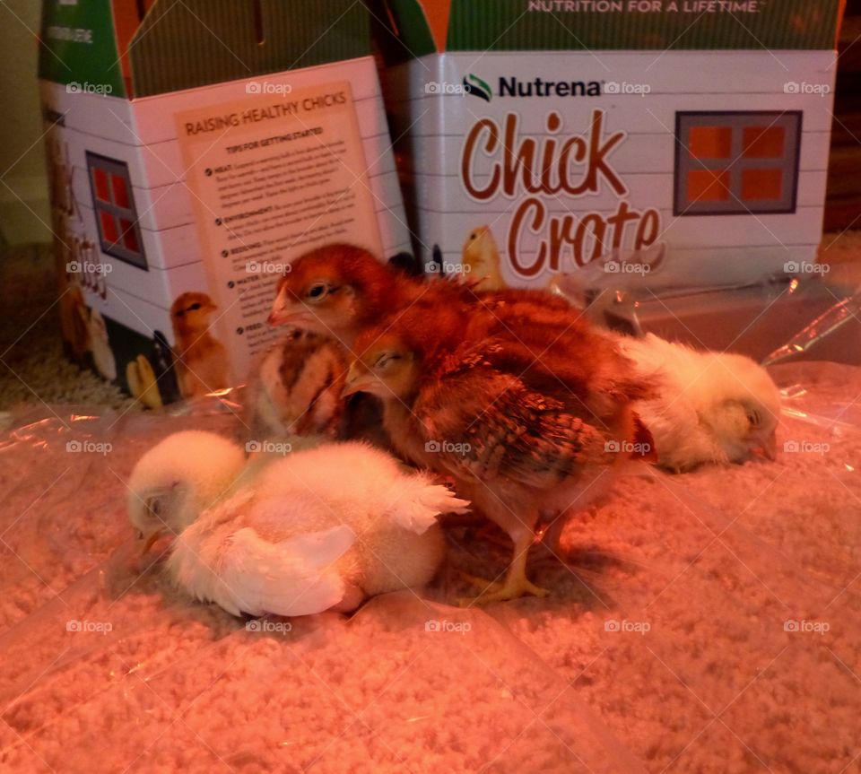Flock of chicks cuddling