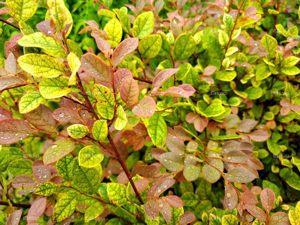 Beautiful multi color leaves during the summer of a Chinese fringe bush also known as  loropetalum.