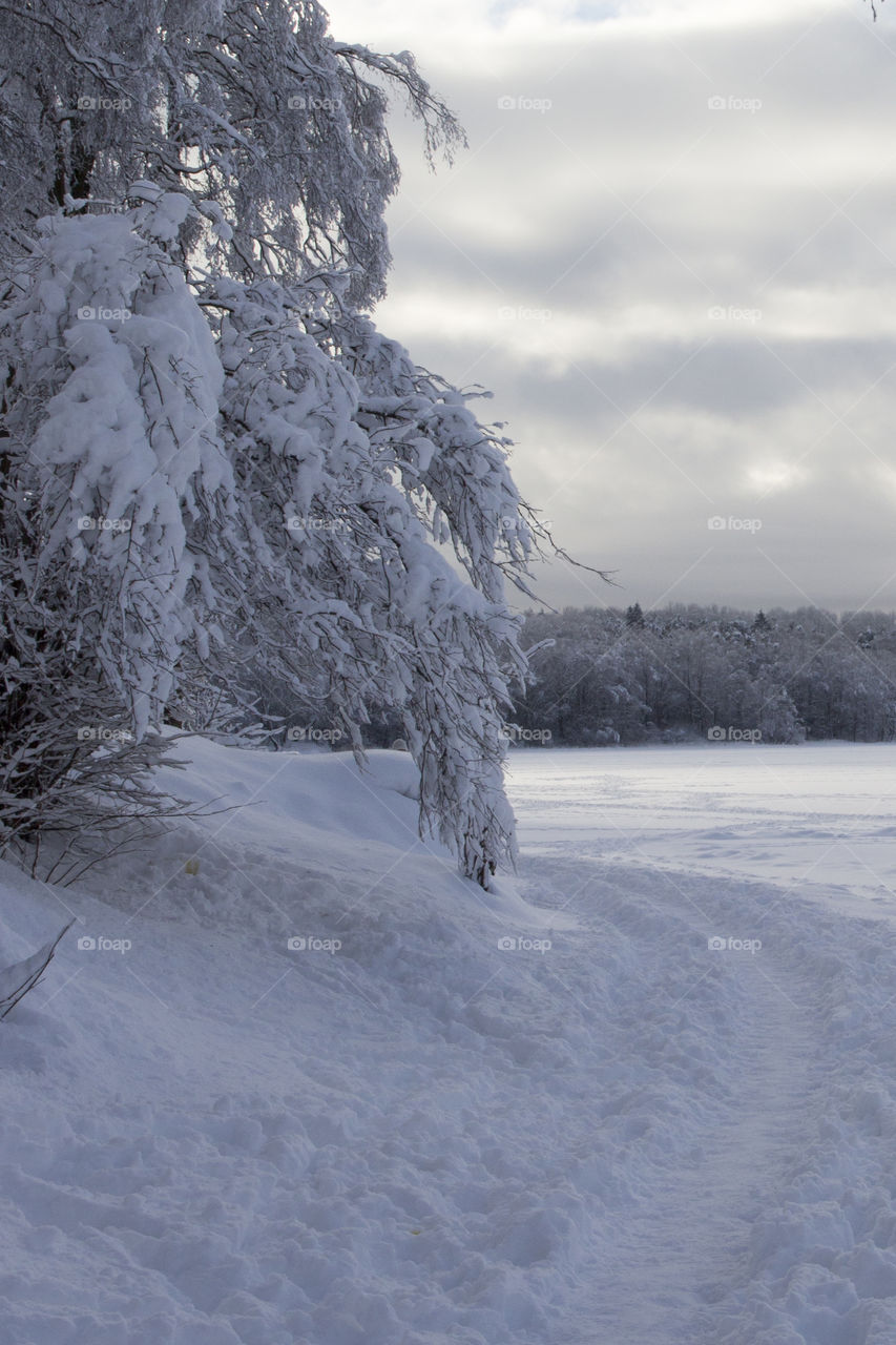 Path in snowy forest by the lake