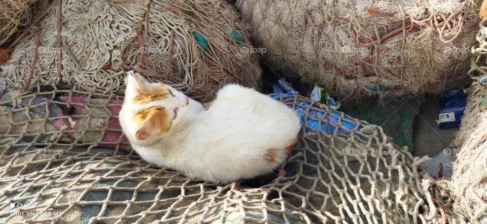 beautiful sleepy cat looking at camera.