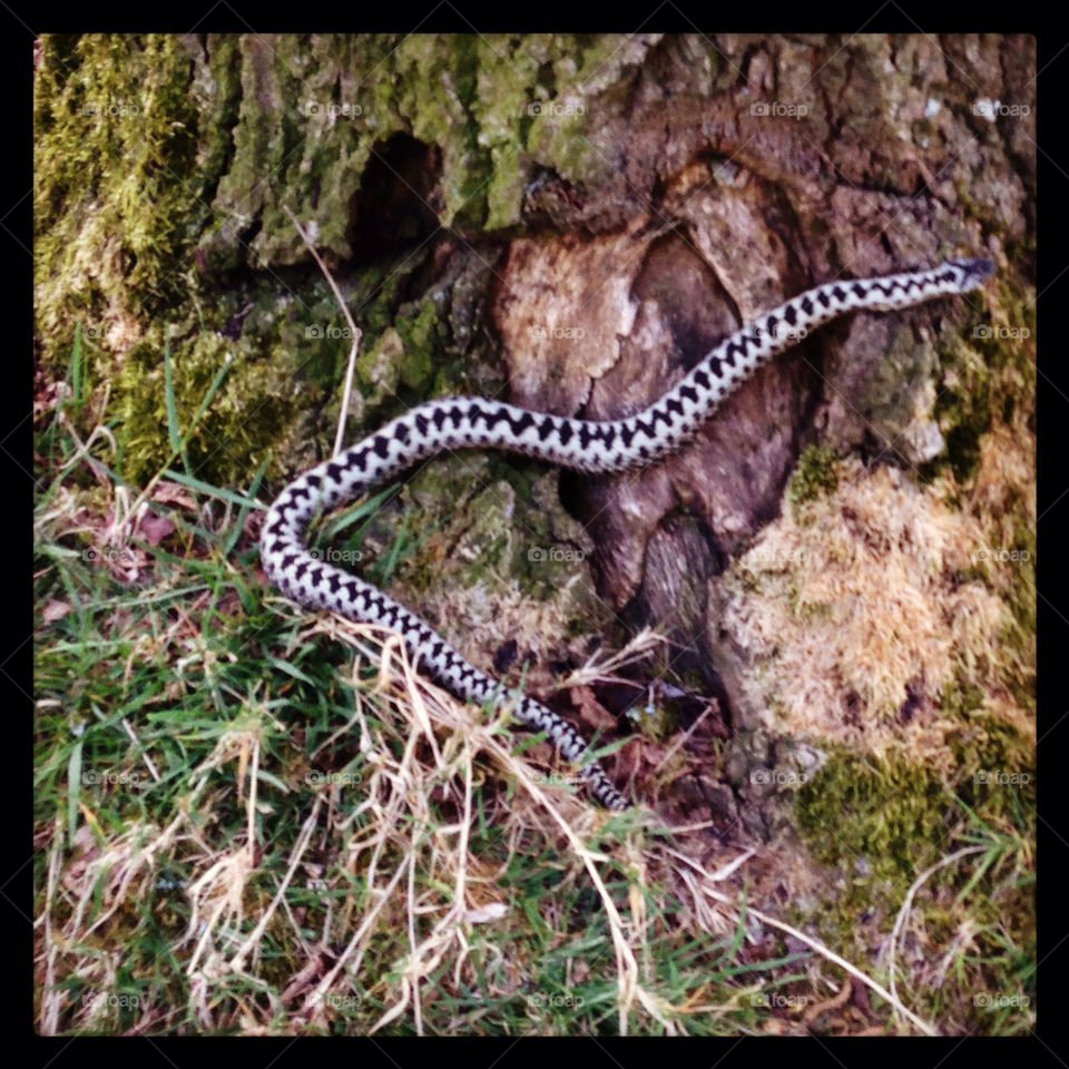 Adder snake out to warm up in the May Day bank holiday sun..