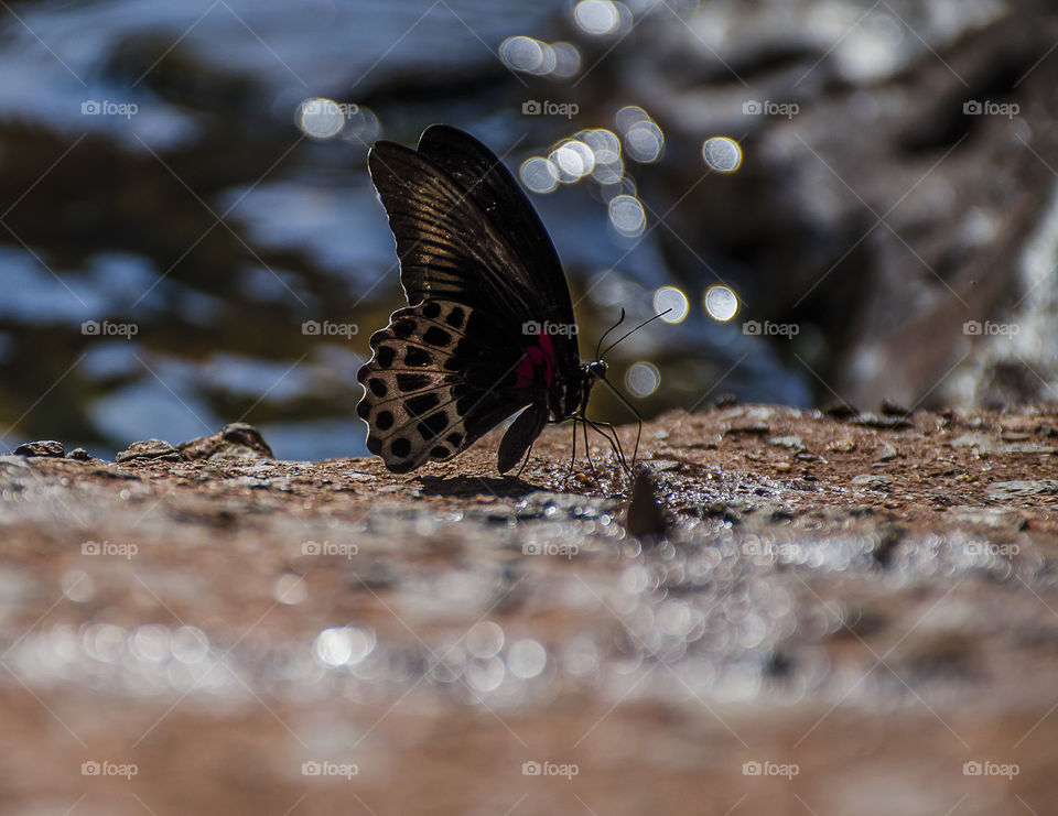 butterfly enjoying waterfall