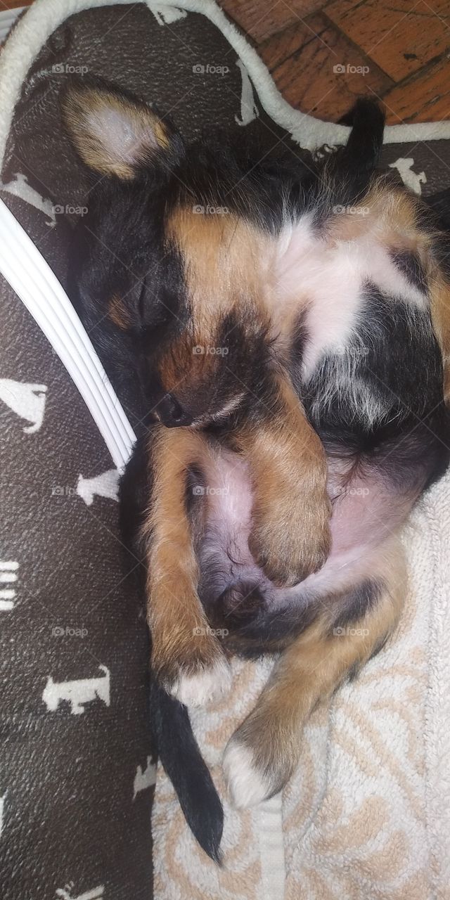 sleeping puppy