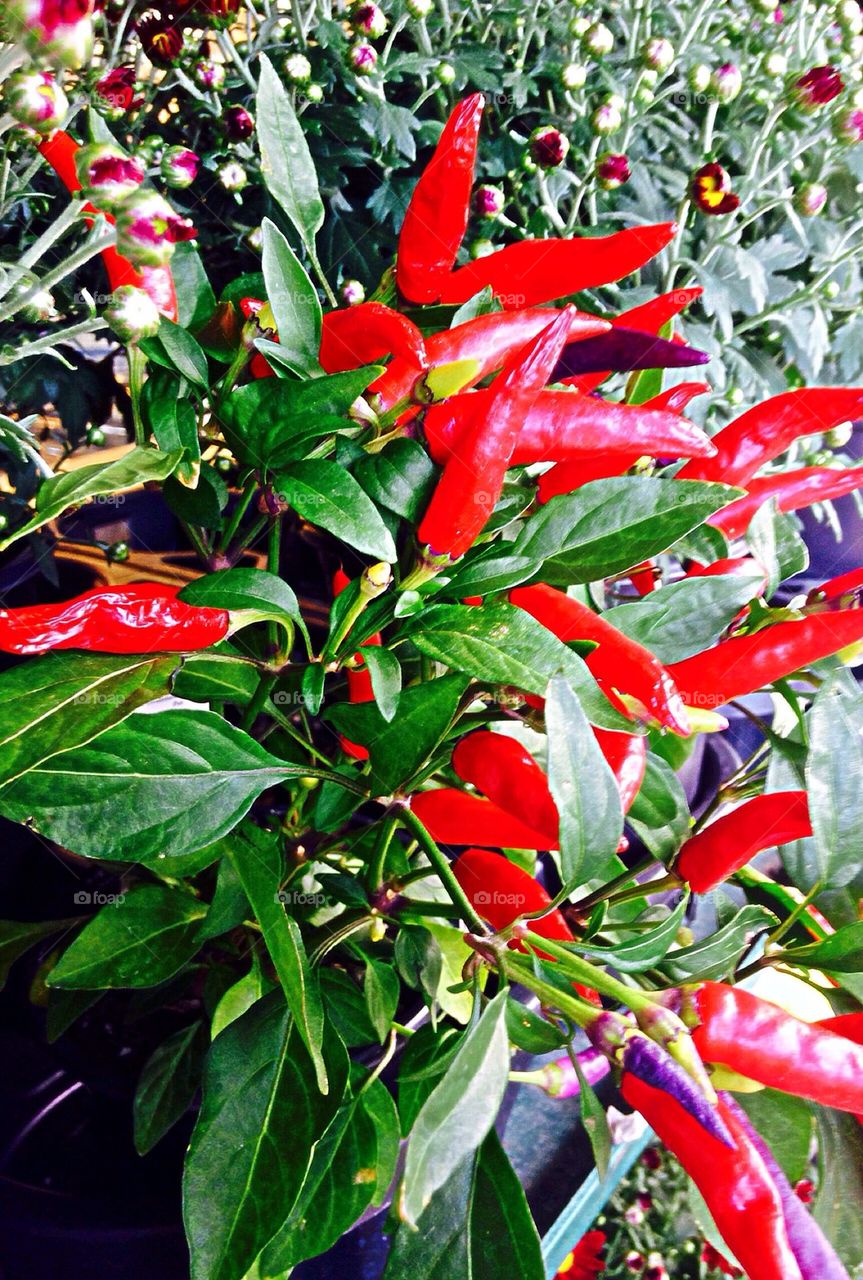 Pepper plant 
