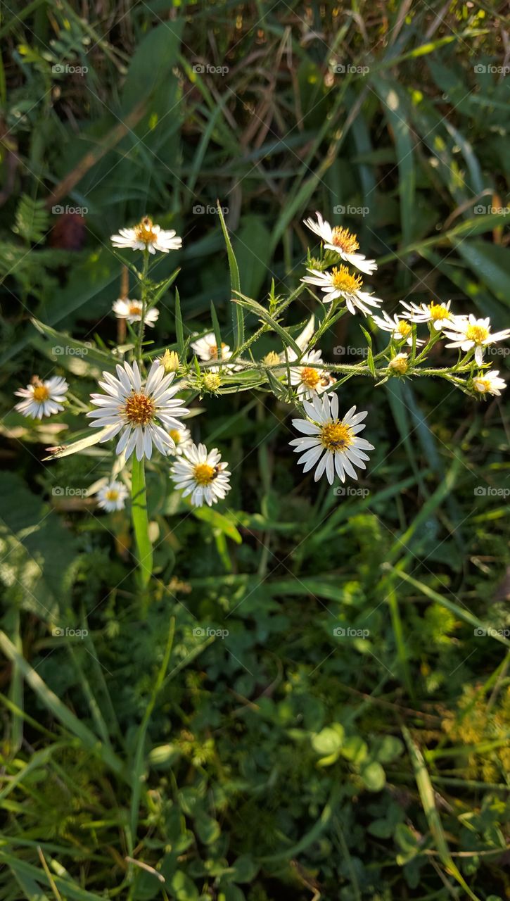 flowers