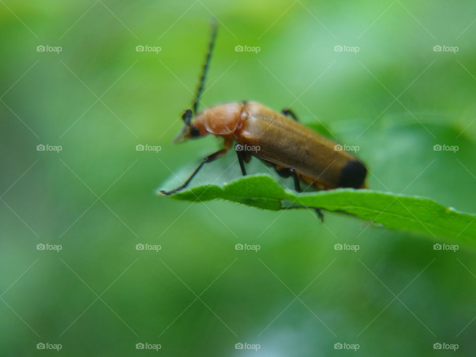 brown beetle