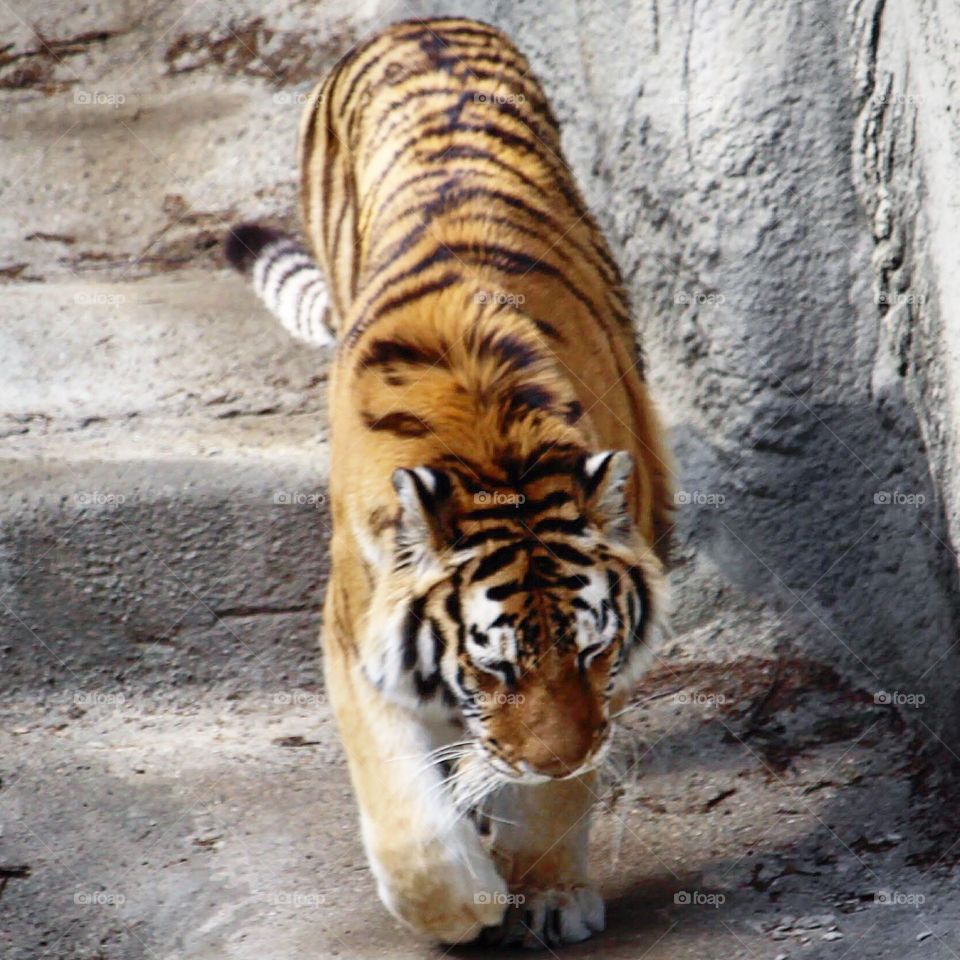 Beautiful tiger walking 