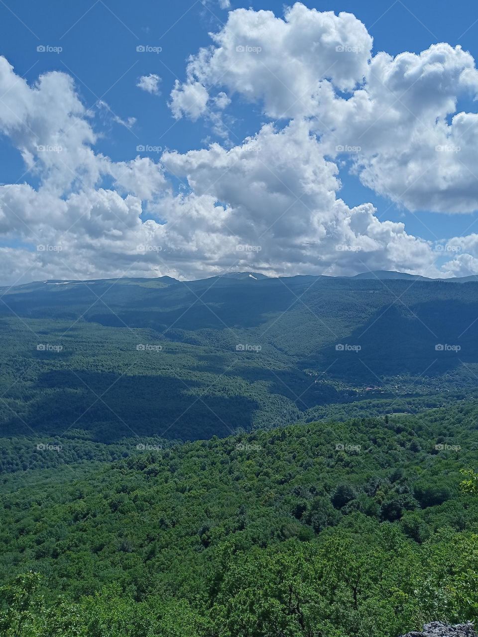 a bird's-eye view of the forest