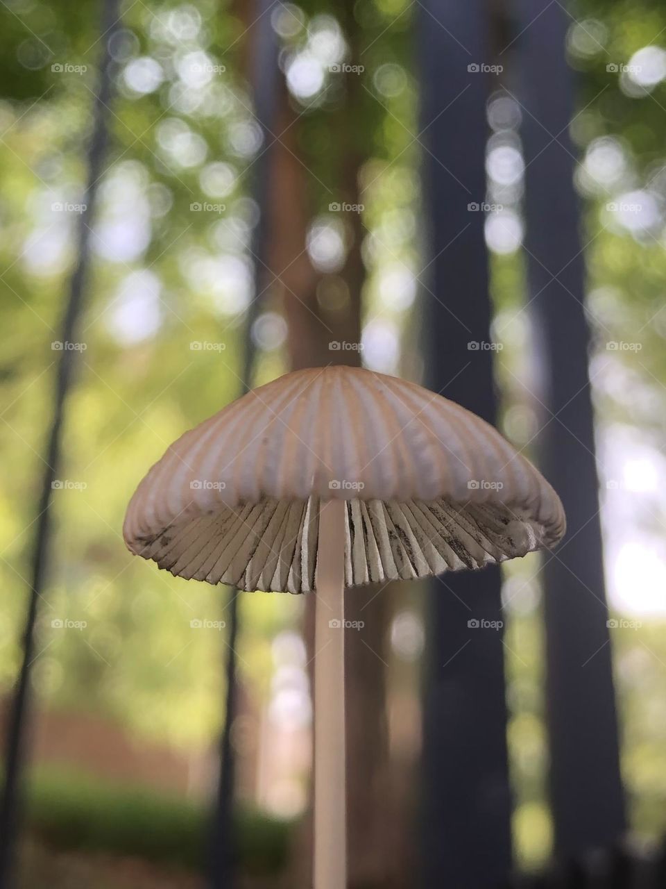 Pleated inkcap parasola mushroom growing in backyard garden azalea flower bed sunny summer Saturday morning after rain enjoying cool weather