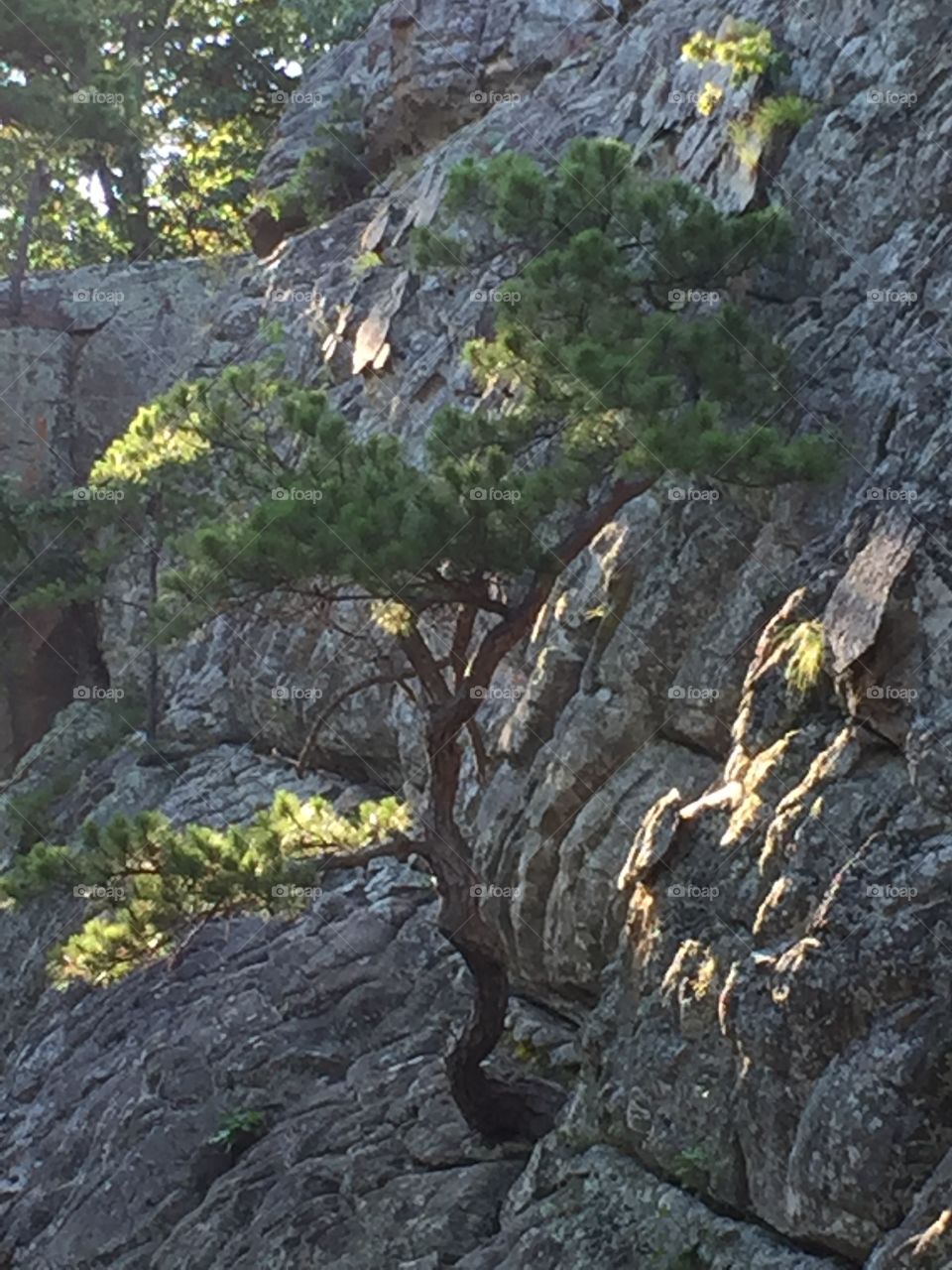 Tree Growing Out of a Boulder