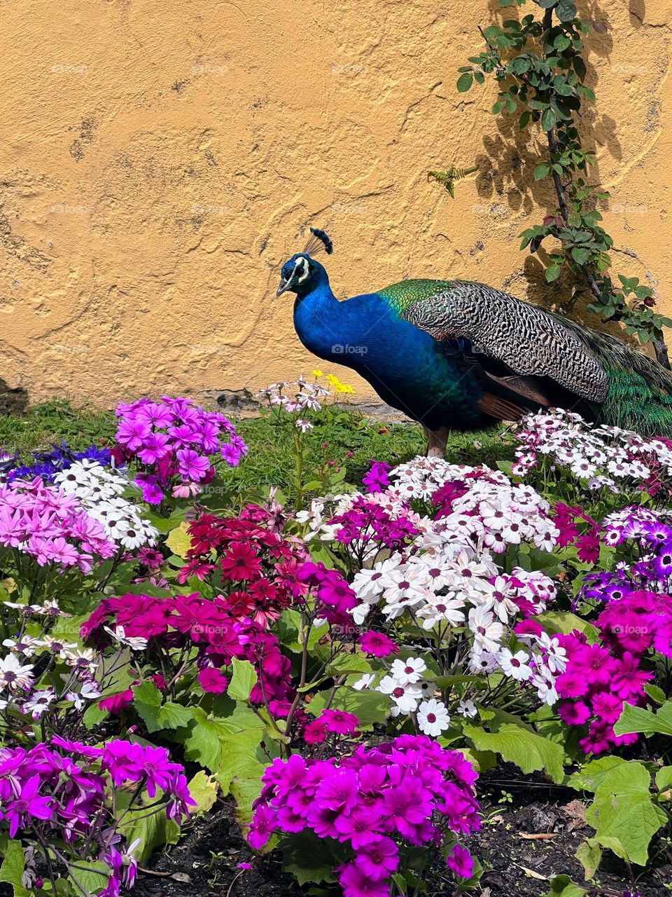 Peacock and flowers