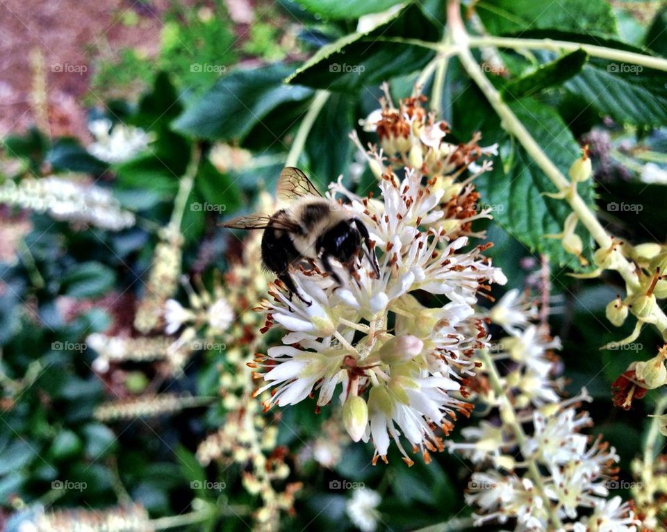 Bee on a flower in a garden