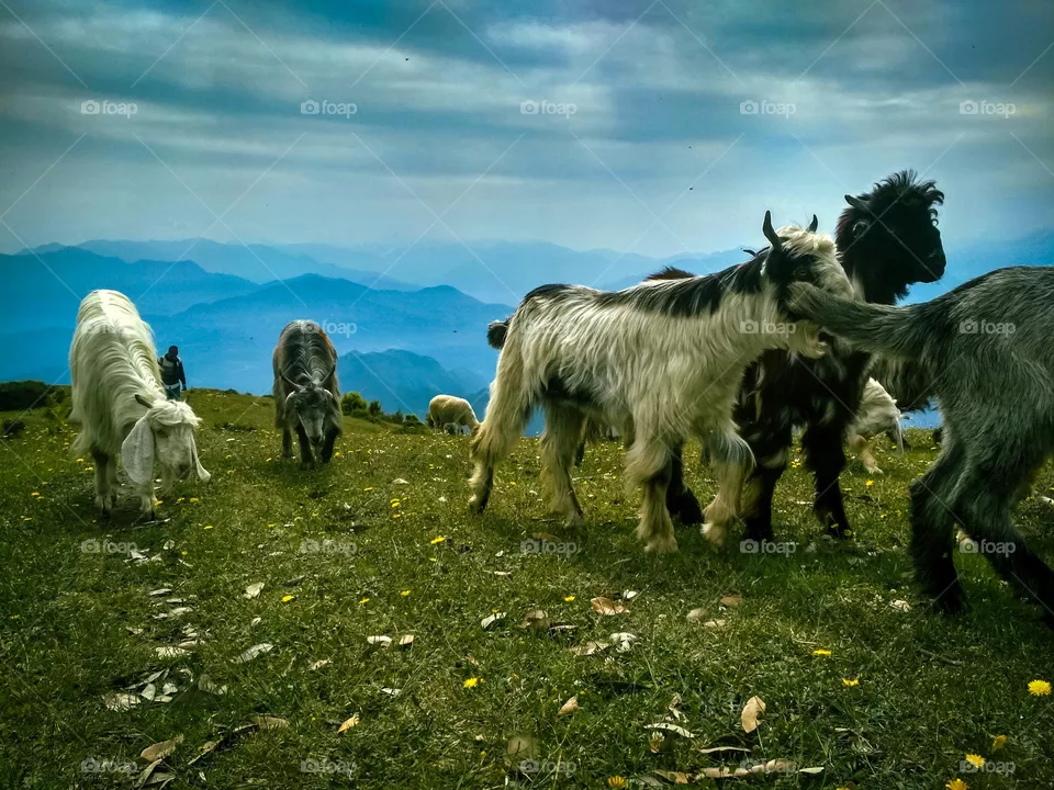 sheeps in the field