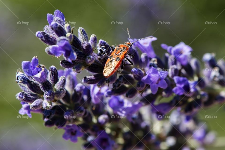 Box elder bug on lavender. 