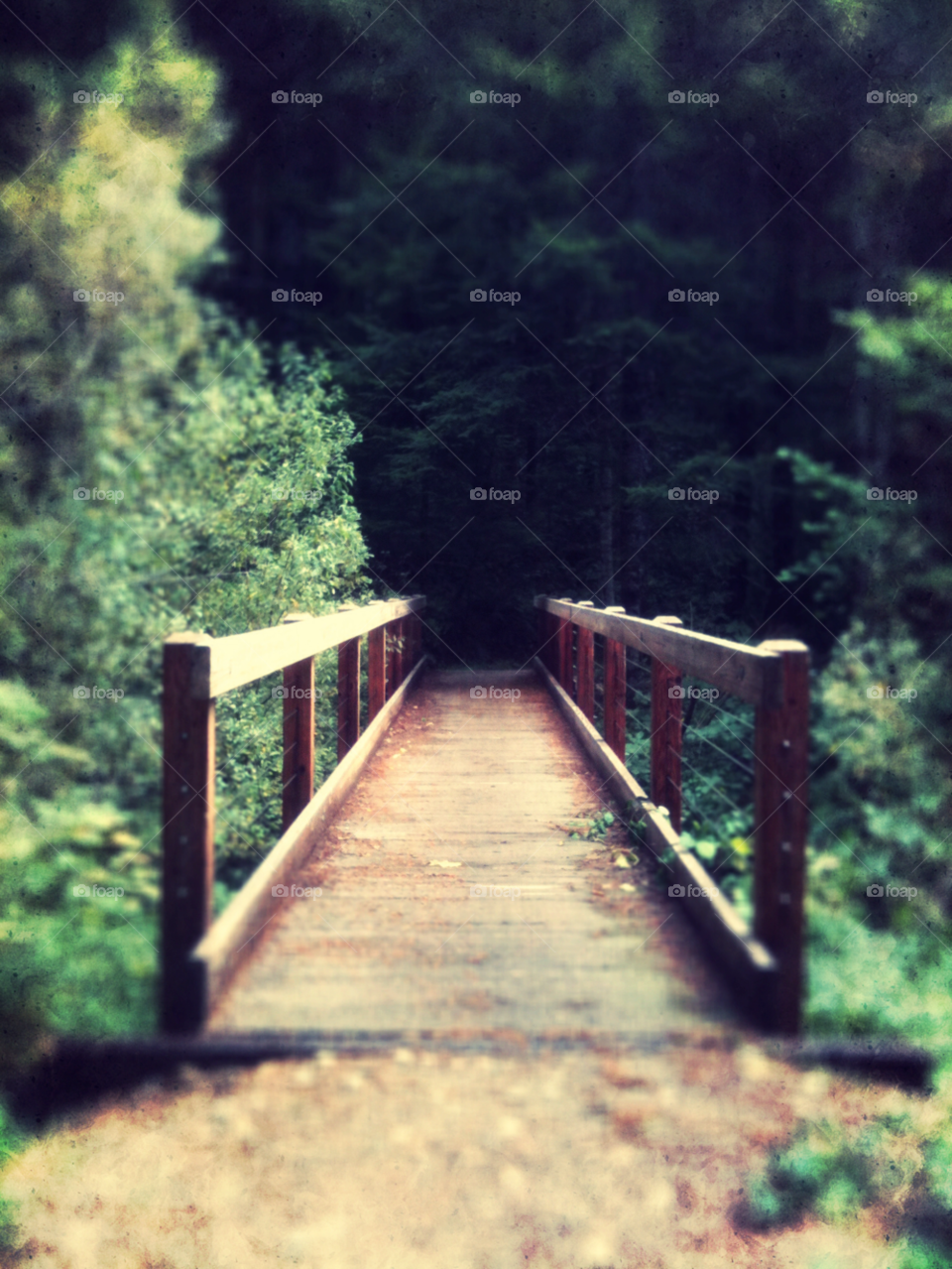 forest bridge hiking wooden by pcar773