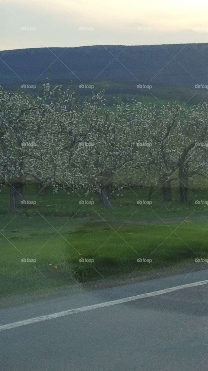 flowering apple tree