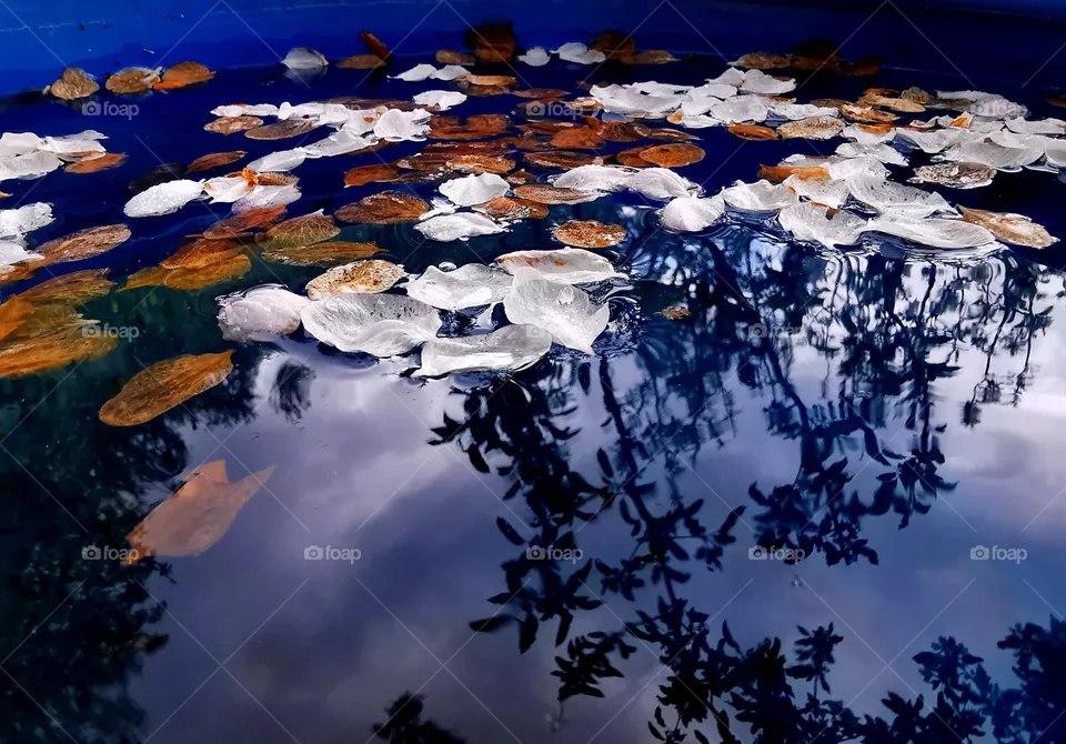 Petal fall on water