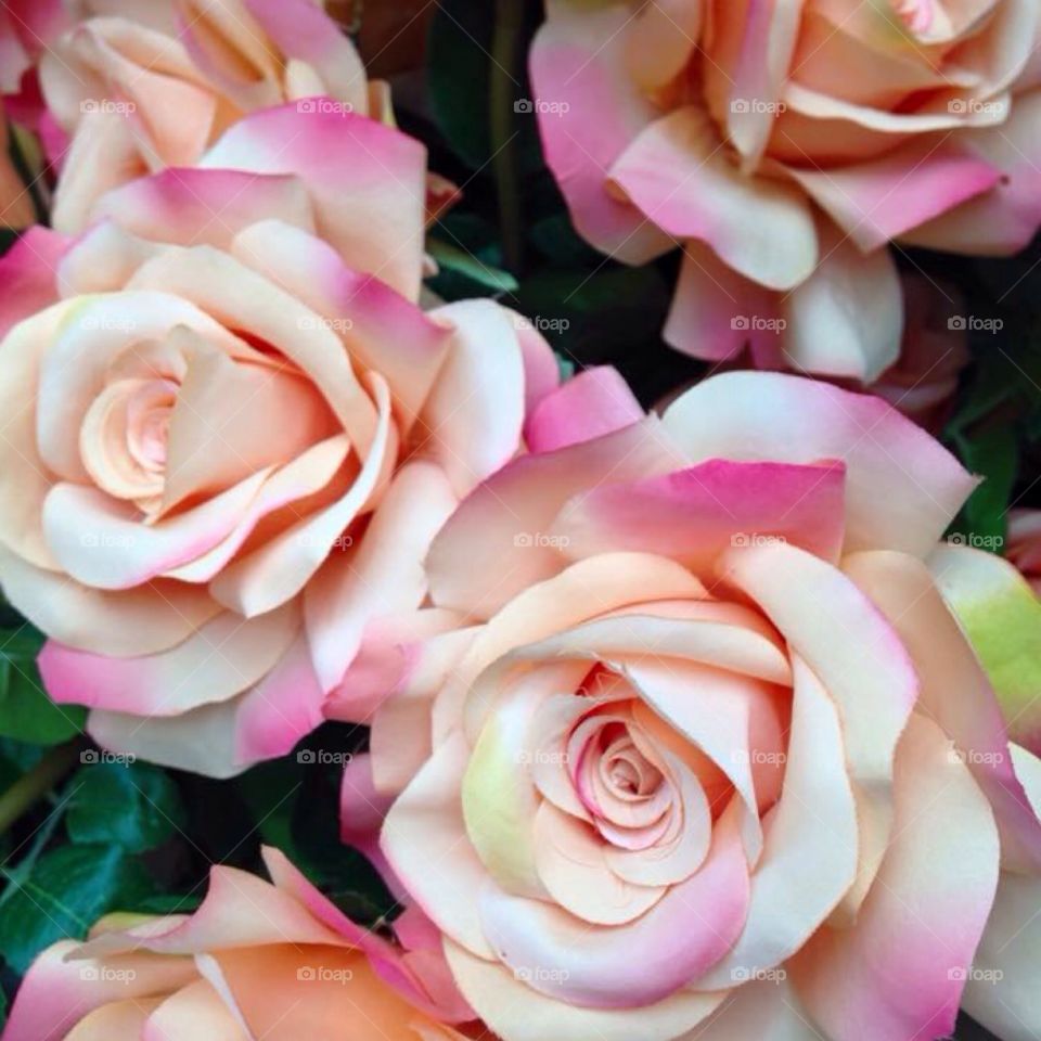 Blushy roses