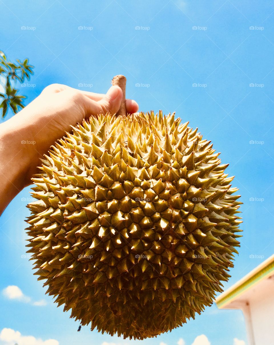 Durian from Indonesia