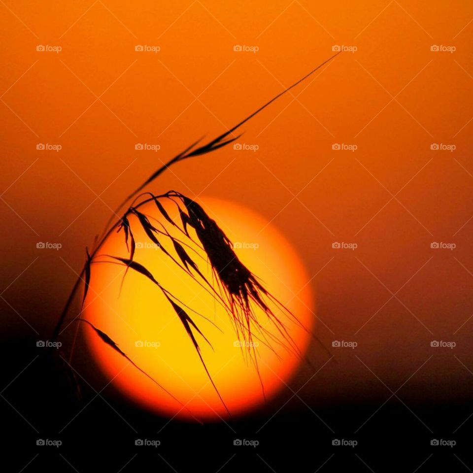 golden orange of the sun beautifal color nice