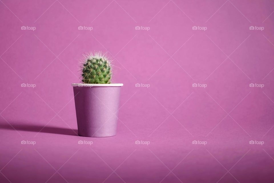 Cactus in lavander pot on lavander background