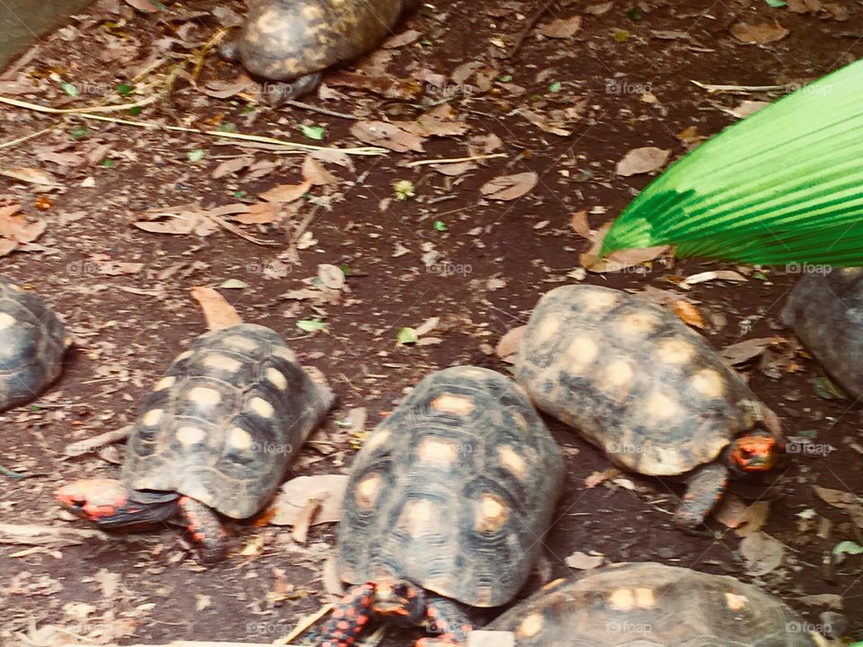 No gostoso passeio que fizemos ao Orquidário e Mini Zôo de Santos, encontramos esses simpáticos Jabutis!