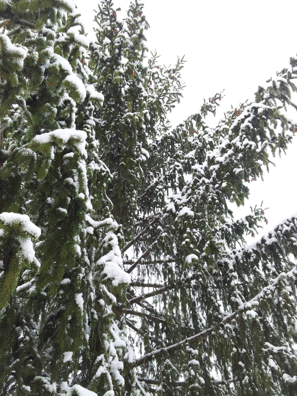 Christmas Trees in snow