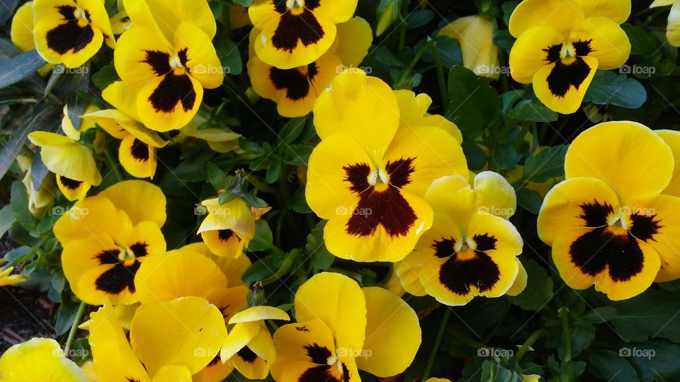 spring. flowers. beauty