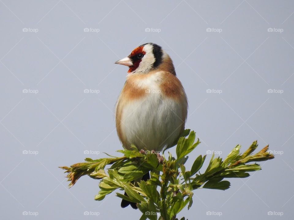 A bird on a plant