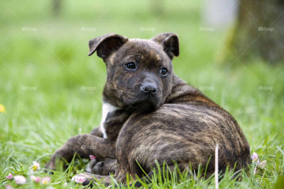 Grass, Mammal, Animal, Dog, Nature