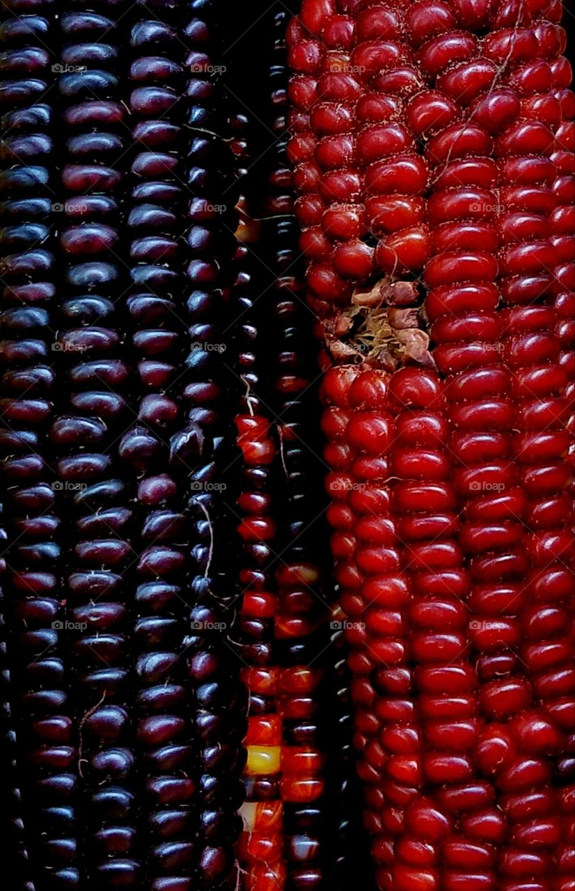 autumn corn