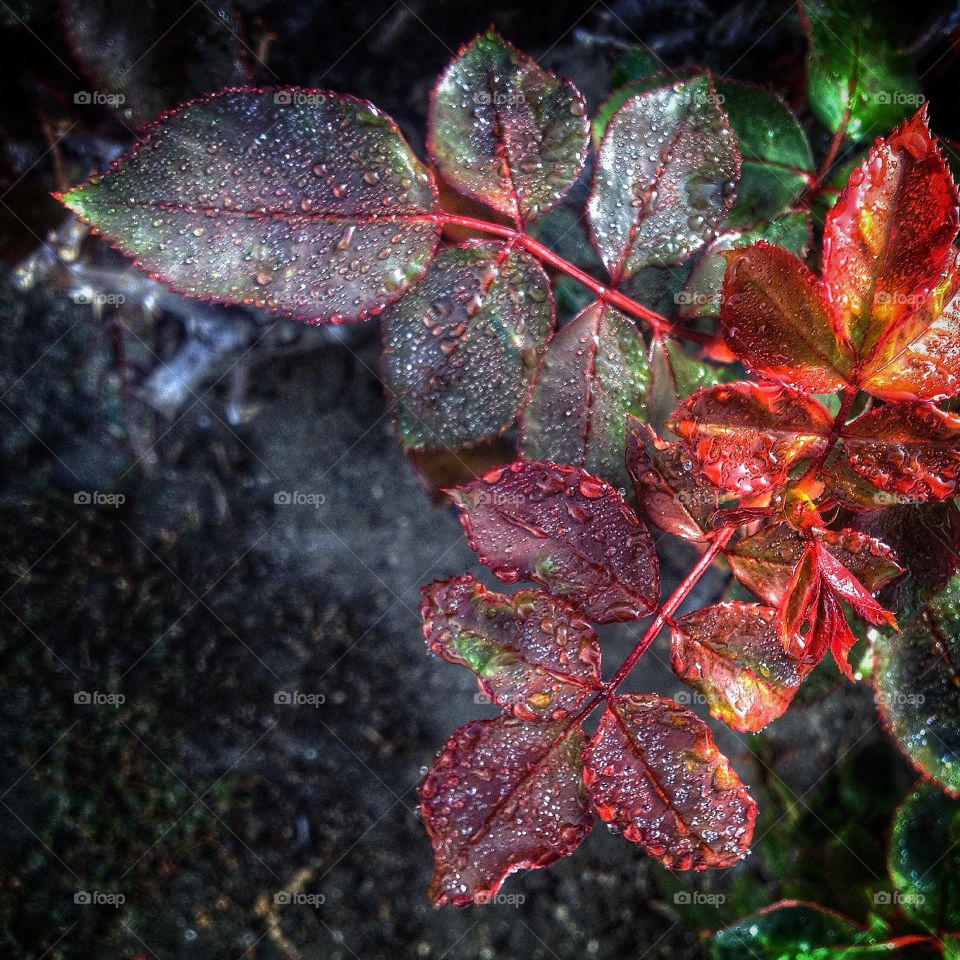 Xmas colors. Found in my moms rose garden. Water dew drops on the leafs. 