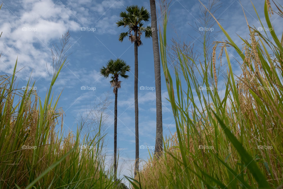 Blue sky over paddy field and sugar palm in Thailand