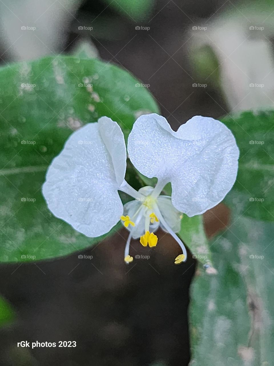 white rat ears bloom