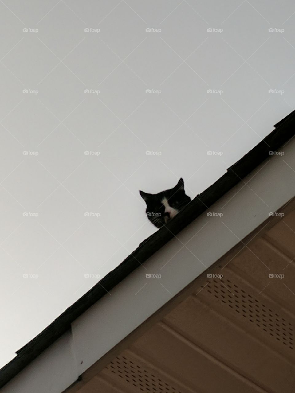 Roof cat