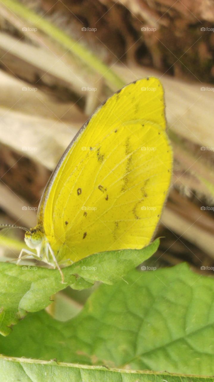 Yellow butterfly